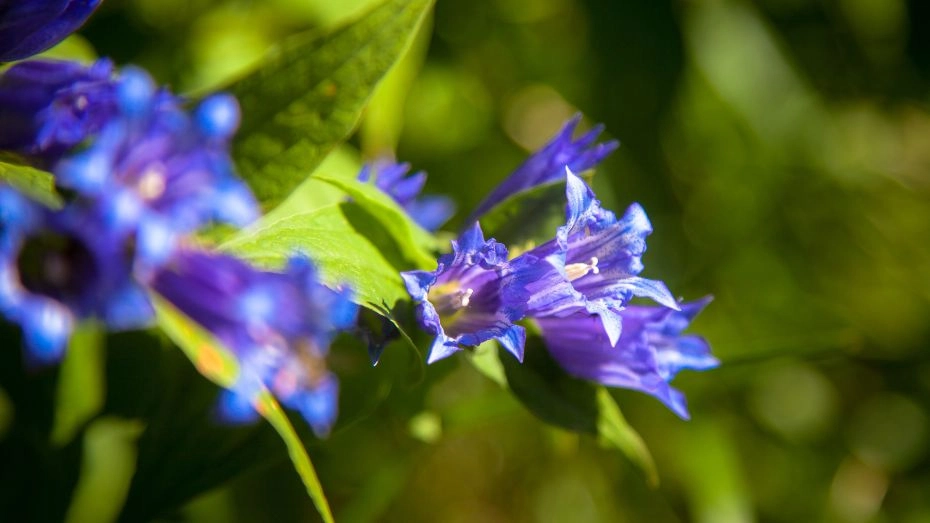 Tatry Wysokie - Flora