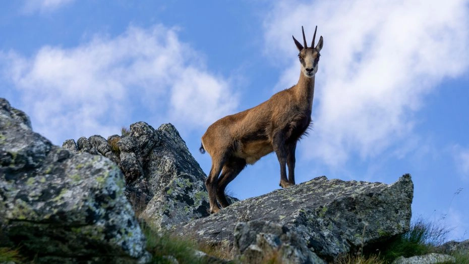 Tatry Wysokie - Kozica