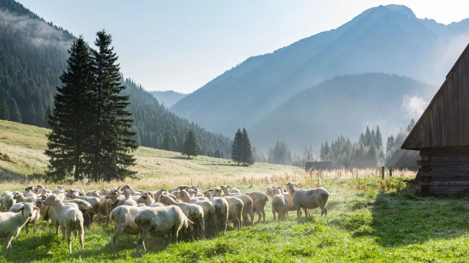 Tatry Zachodnie - wypas owiec